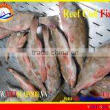 FROZEN WHOLE ROUND REEF COD FISH thumbnail-2