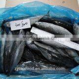 Frozen Seafood Frozen Bonito Fish thumbnail-1