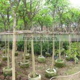 Bauhinia Blakeana Hong Kong Orchid Tree thumbnail-5