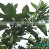 Petitgrain Eaf Oil thumbnail-1