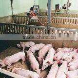 Gas Infrared Heater for Pig Farming Equipment (HD2606) thumbnail-6