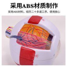 Офтальмологическая клиника. Демонстрация состояния роговицы глаза. Инструмент для демонстрации глаукомы человеческого глаза thumbnail-2