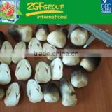 Frozen Straw Mushrooms with Good Quality