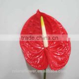 High Quality Anthurium Flowers With 20stems/Bundle Ecuador Wholesale Flowersall kinds of flowers anthurium flower