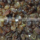 Sultana Malayar Raisins thumbnail-1