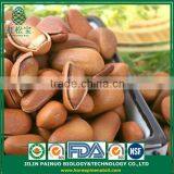 Bulk Opener Dead Sea Salt Open Pine Nuts in Shell thumbnail-2