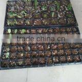 Eco-friendly 200 Cell Black Plastic Nursery Plug Tray thumbnail-1