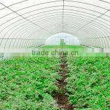 Poly Tunnel Agricultural Greenhouse thumbnail-6