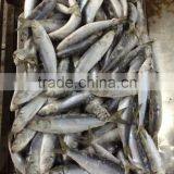 Fresh Frozen Sardine (Sardinella Longiceps) WR for Canning thumbnail-3