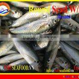 WHOLE ROUND FROZEN ROUND SCAD thumbnail-1