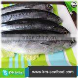 Hot Selling Fat Content 16%-18% Wholesale Price For Frozen Fish Bonito thumbnail-2