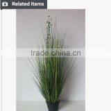 Natural Green Papyrus Scirpus Validus Potted Onion Grass thumbnail-6