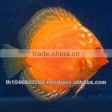 Discus Fish Farm for Sale and Export thumbnail-2
