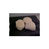 United States Sea Scallop USA thumbnail-1