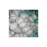 Fresh China Garlic thumbnail-3