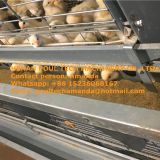 Brazil Poultry House Management for Chicken Breeds with Automatic Pullet Cage & Baby Chicken Coop in Small Chick Shed