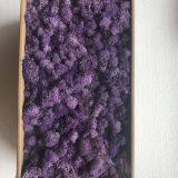 Factory Supply Preserved Green Moss for Flower Box DIY thumbnail-1