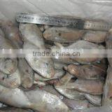 Frozen Butterfish in Fresh Seafood (POMPANO) 100-120g thumbnail-1