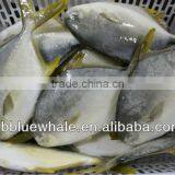 Fresh Frozen Golden Pomfret White Pomfret Fish