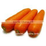 2013 Hot Sale Chinese Fresh Red Carrot thumbnail-1