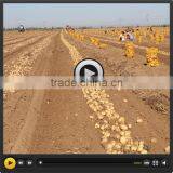 Sweet Potato Harvester for Sweet Potato Farm With High Work Performance thumbnail-2