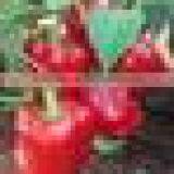 Fresh Bell Pepper India/good Quality Capsicum/farm Fresh Red,yellow,red Capsicum/bell Pepper Exporter in India thumbnail-3