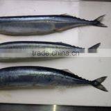 2016 High Quality HGT Frozen Saury