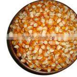 CORN YELLOW thumbnail-1