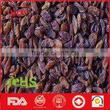 Various Type of Organic Sweet Raisins From China thumbnail-5