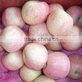 Fuji Apple for Dubai Market Market