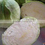 Chinese fresh cabbage supplier