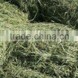 Rhode Grass Hay thumbnail-1