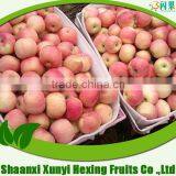 China Royal Delicious Gala Apple thumbnail-1