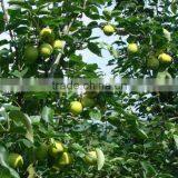 Fresh Early su Pear Juicy su Pear With Best Price for Export thumbnail-2