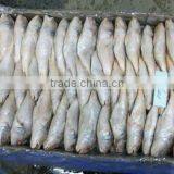Frozen Yellow Croaker thumbnail-1