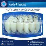 Fresh and Frozen Cuttle Fish Whole Cleaned at Best Cost thumbnail-1