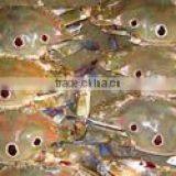 Three Spotted Crab thumbnail-1