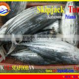 FROZEN SKIPJACK TUNA WHOLE ROUND thumbnail-1