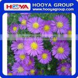 Roll n Grow Flower & Lazy Flower Carpet thumbnail-2