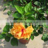 Hibiscus Shrub Trees Different Color and Varities thumbnail-3