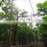 Hibiscus Tiliaceus Potted Trees thumbnail-1