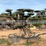 OLEA EUROPAEA Millenary thumbnail-2