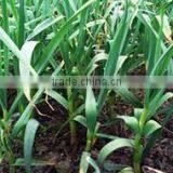 Garlic Dry Extract thumbnail-2