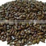 Best Quality Cassia Tora Seed thumbnail-1