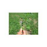 Alfalfa Pellets thumbnail-2