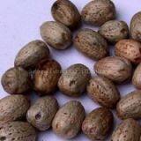 Offer Macleaya Cordata Extract thumbnail-1