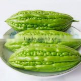 BEST PRICE FOR FROZEN BITTER MELON HIGH QUALITY AND BEST PRICE