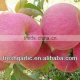 Famous China YanTai Best Price Fresh Fuji Apple thumbnail-3