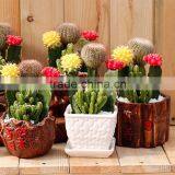 Indoor Wholesale Cactus Plants thumbnail-3