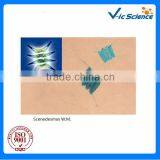 Botany Tissue Slides Algae Prepared Sldies Scenedesmus W.M.